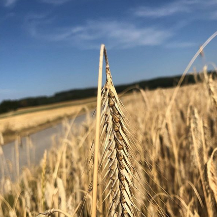 Close-up of a ripe rye field under a blue sky.