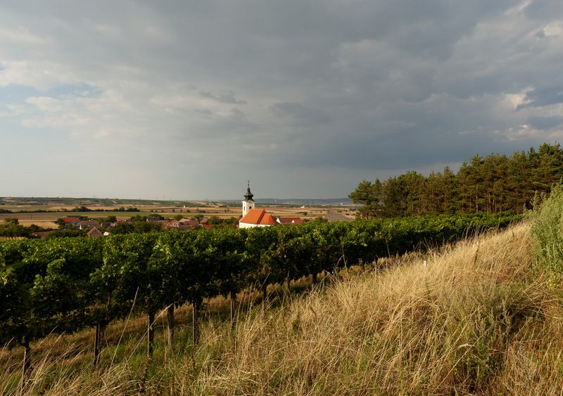 Landscape with church, vines and cloudy sky.