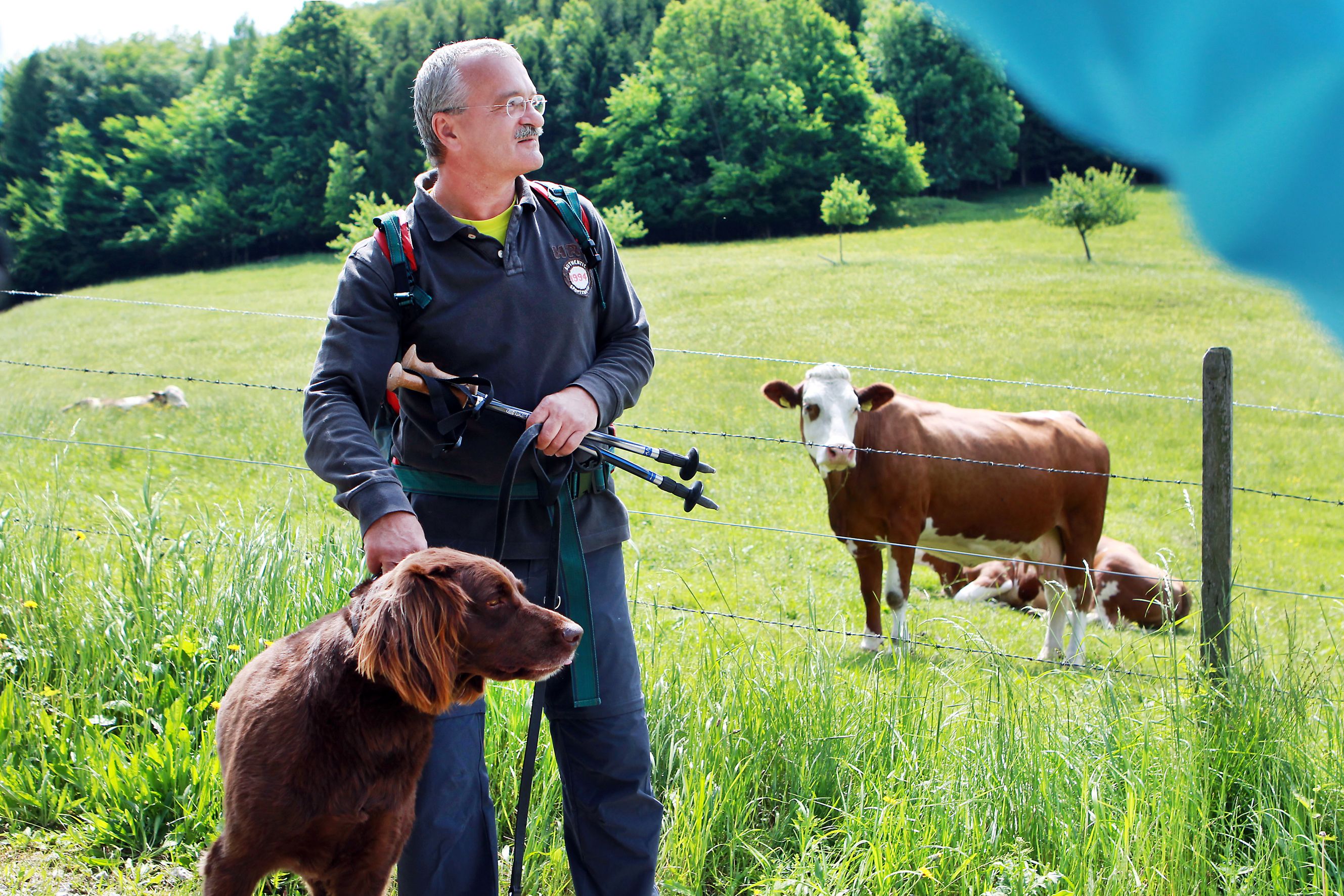 A man with a dog and walking sticks stands in front of a pasture with cows.