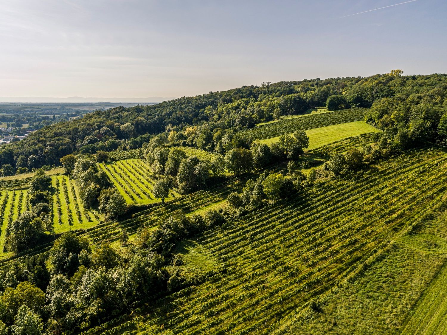 Aerial view of vineyards and forests in Grossweikersdorf.