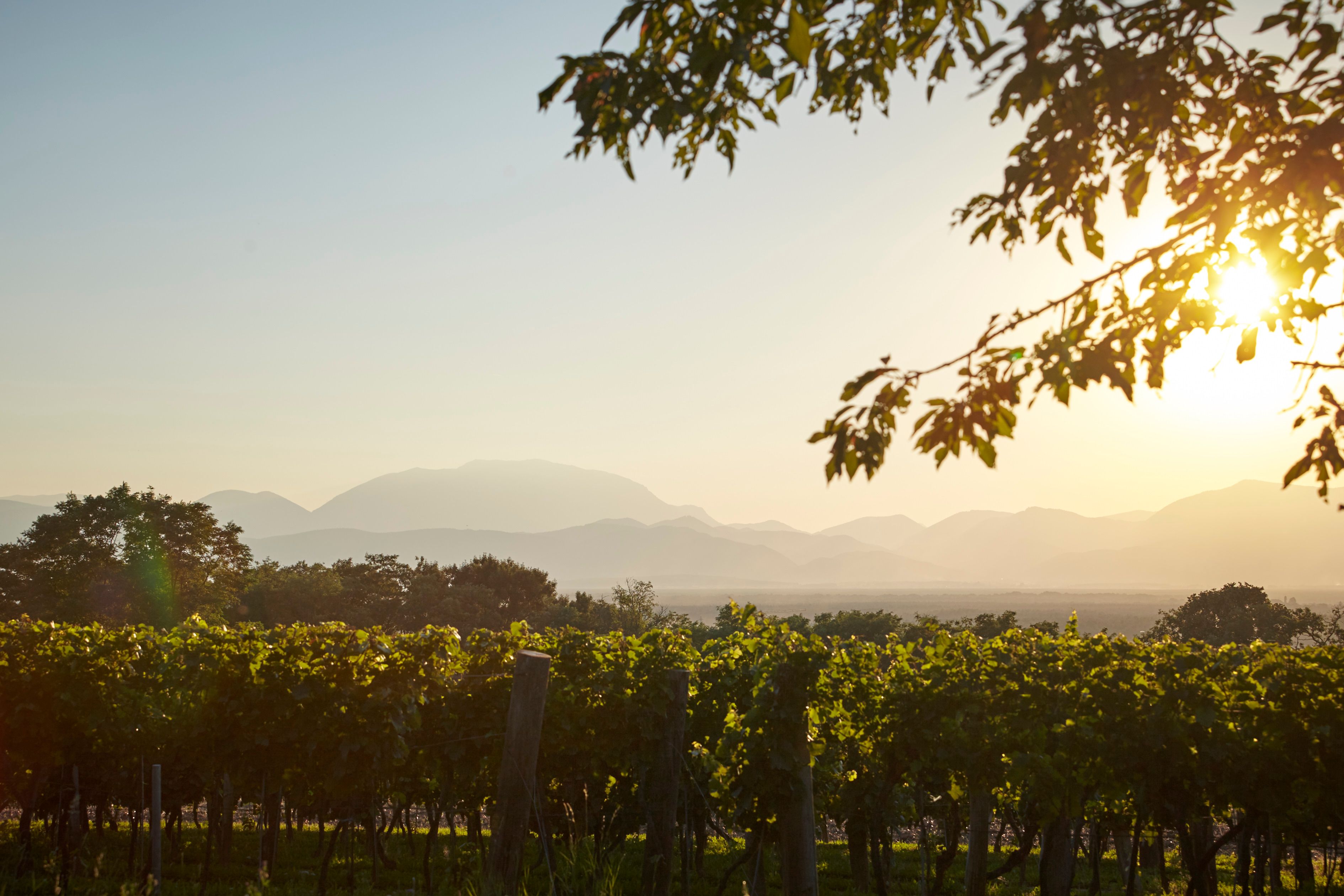 Vineyards in soft light at sunset with a view of the Alps.