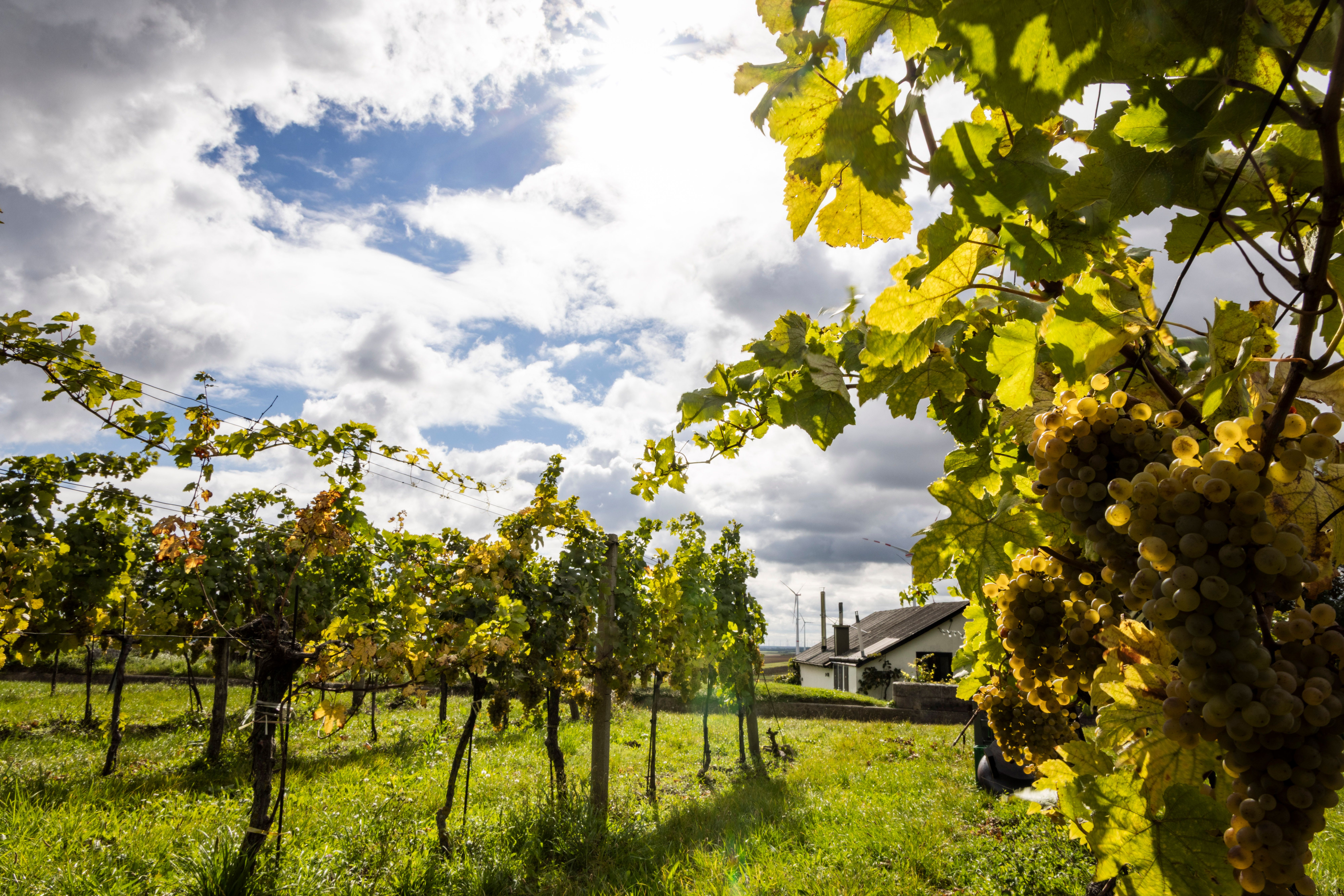 Vines with ripe grapes