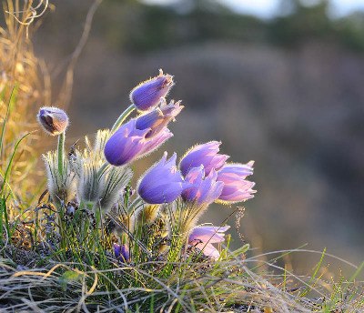 preview_wag_generation_playground_cjosefstefan_ab068e308f, © josefstefan