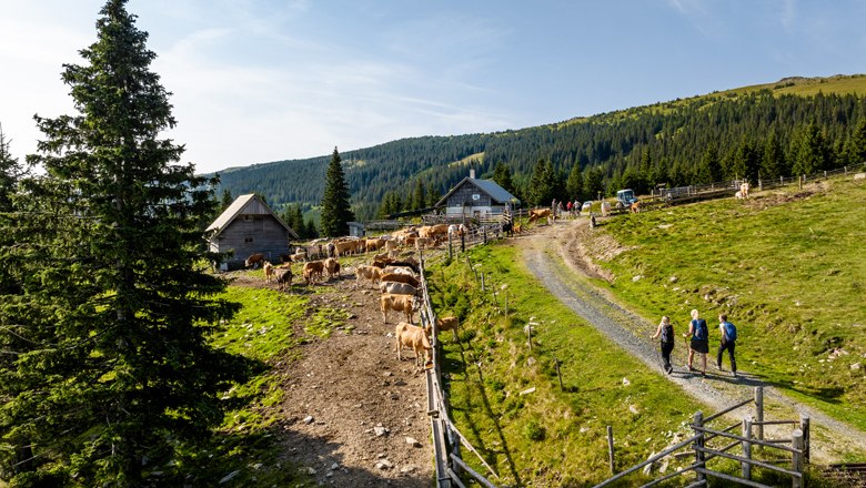 Mountain landscape with cows, hikers and huts on the Marienseer Schwaig.