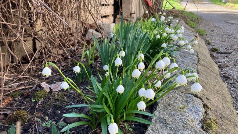 Harbingers of spring, © Landhof Lydia