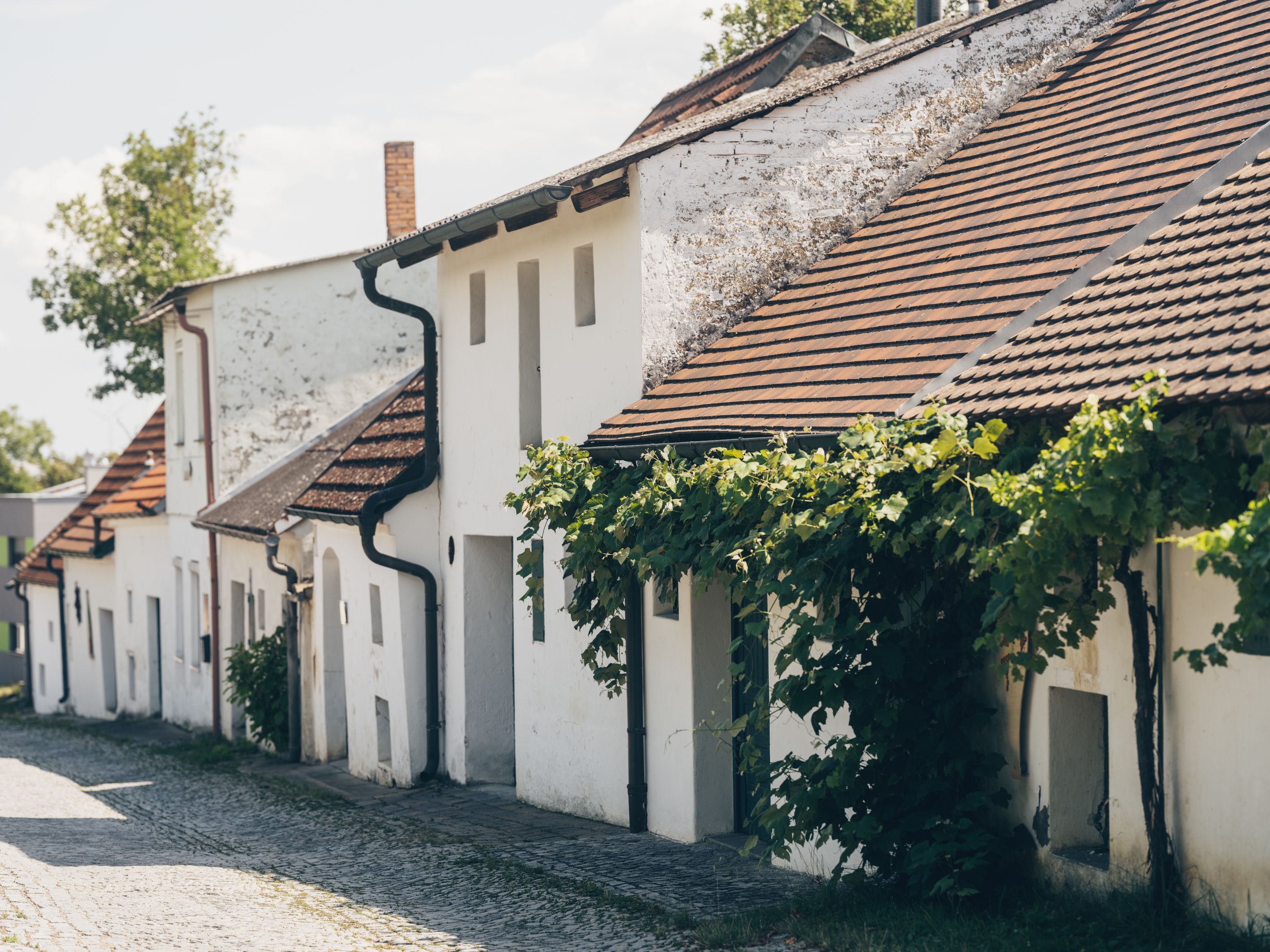 A picturesque wine cellar lane with white buildings and vines in Poysdorf, Austria.