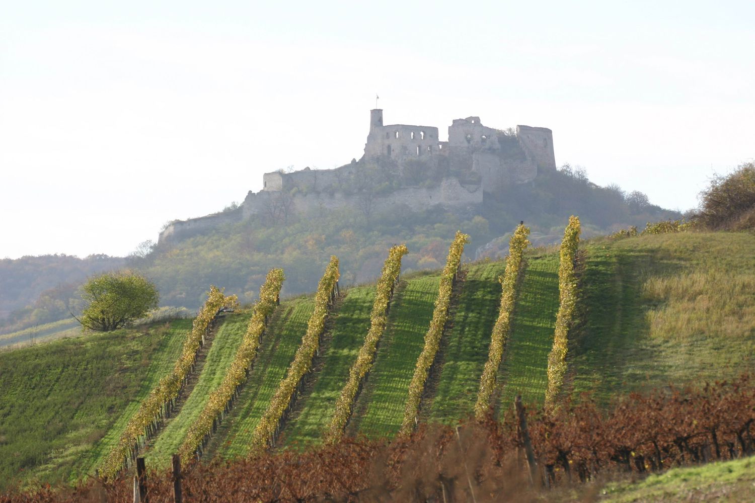 Vineyards with Falkenstein castle ruins in the background.
