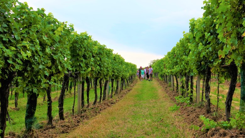 People walk through vineyards in Retzer Land.