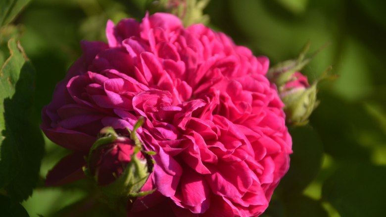 Close-up of a pink rose blossom with green leaves in the background.