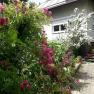 Garden with flowering shrubs in front of a house with steps.