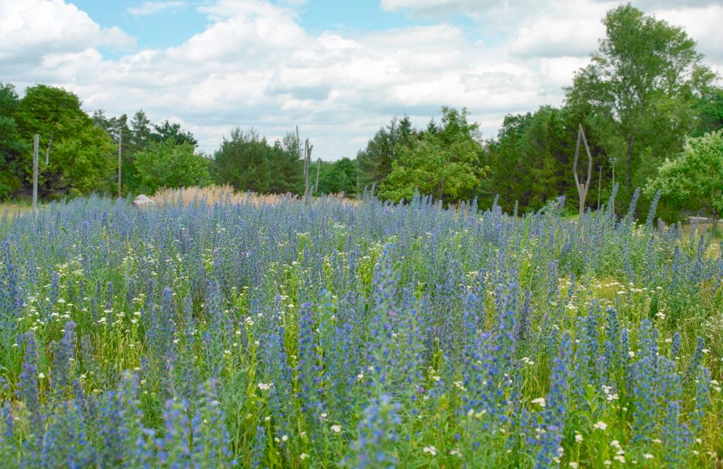 Flower meadow with purple and white blossoms, surrounded by trees and a cloudy sky.