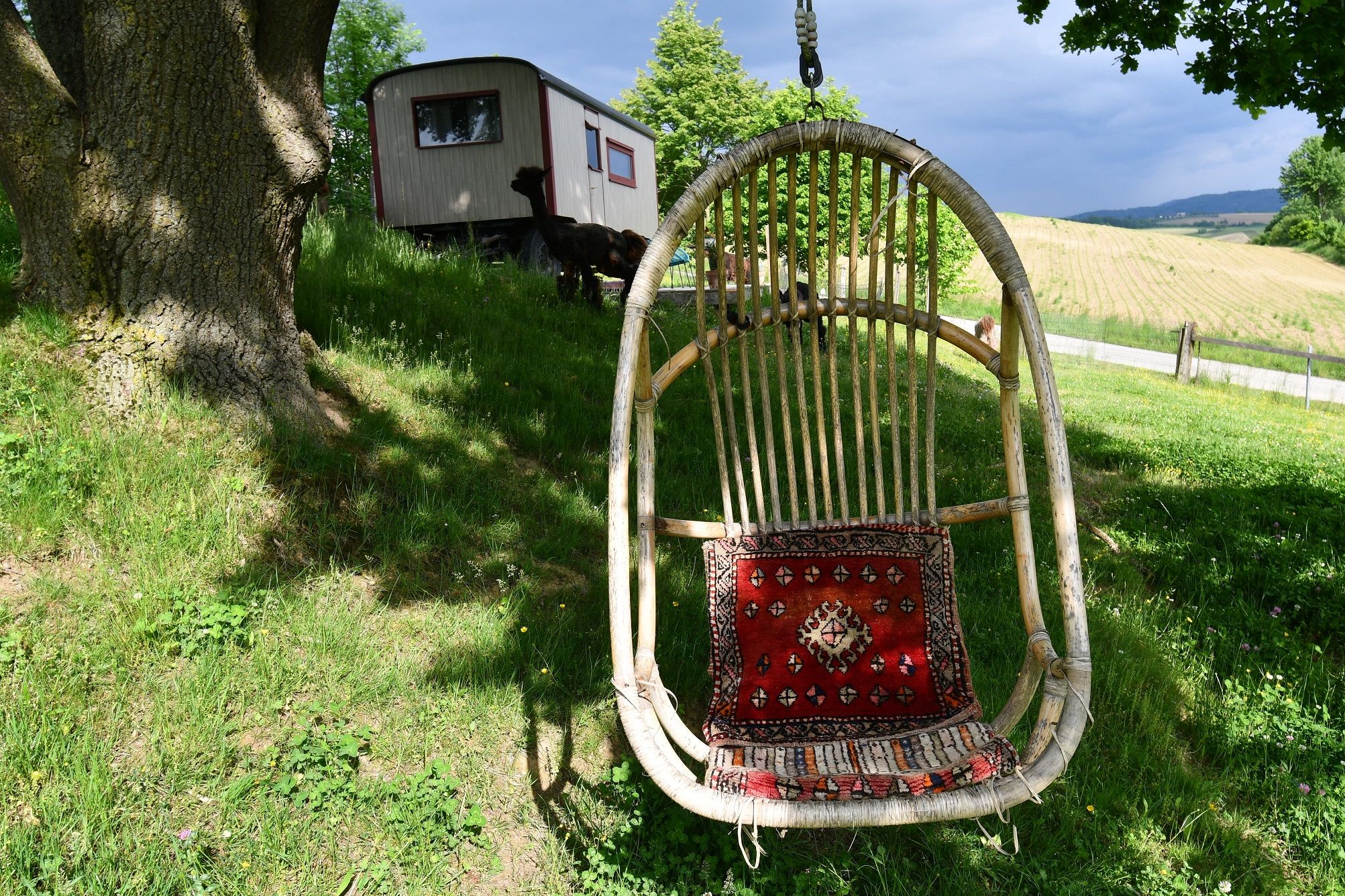 Leopold-the llama herding cart