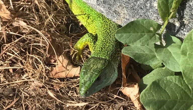 Emerald lizard, &copy; Yukon-Wachau Safari