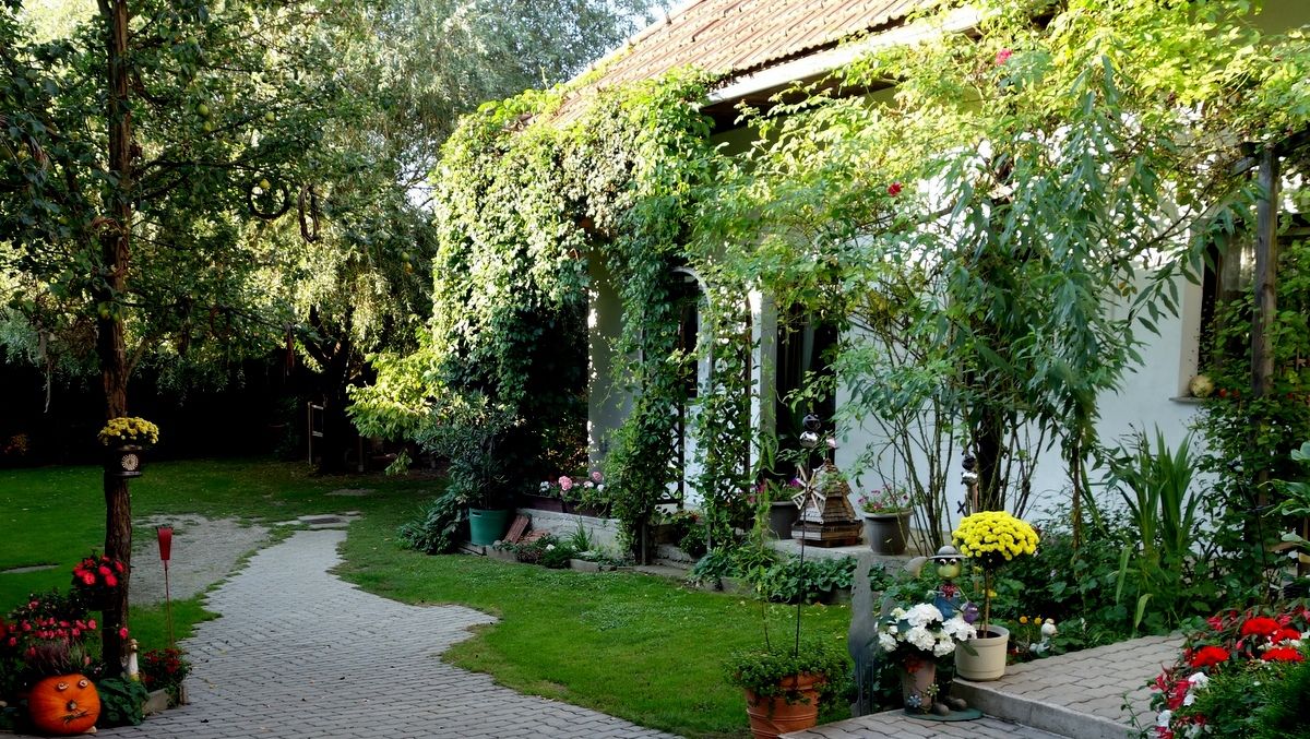 A green courtyard with plants, trees and a paved path.