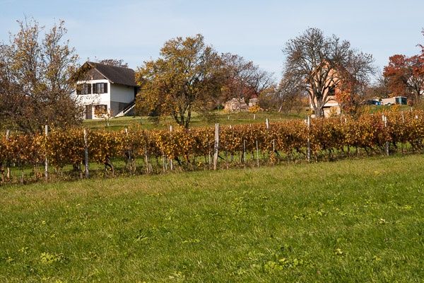 Vineyard market Neuhodis