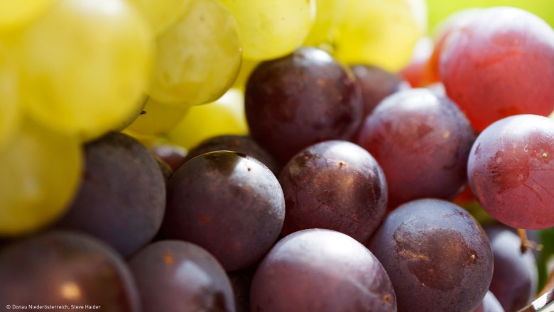 Grapes, &copy; Donau Nieder&ouml;sterreich, Steve Haider