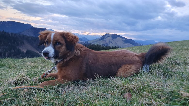 Organic farm MItterhirschberg, &copy; Familie Schweighuber