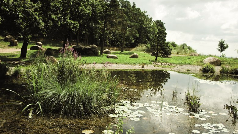 A pond with water lilies, surrounded by trees and grass, under a cloudy sky.