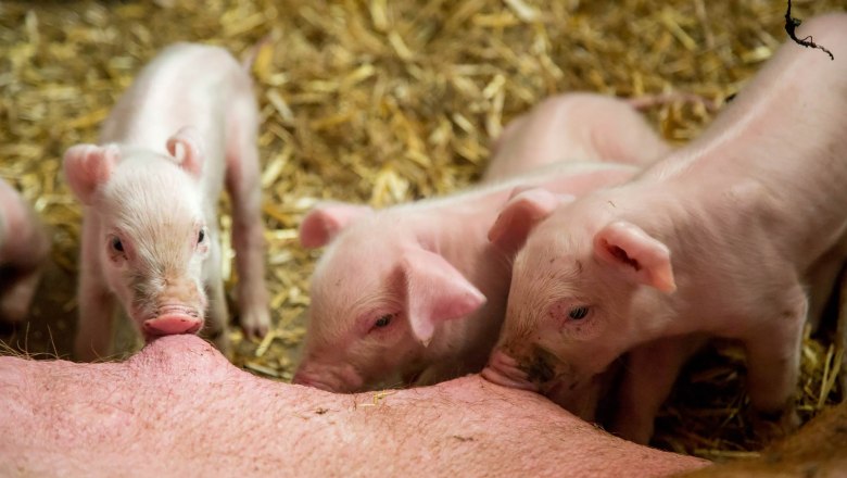 Piglets drink milk from their mother in a barn with straw.