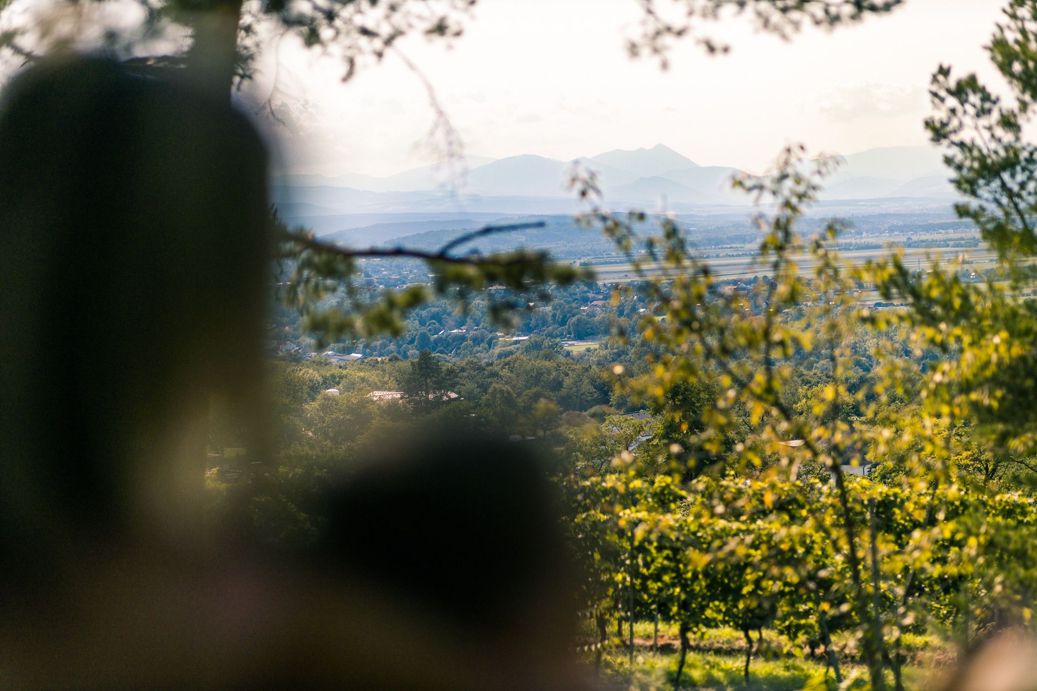 View through trees of a wide landscape with mountains in the background.