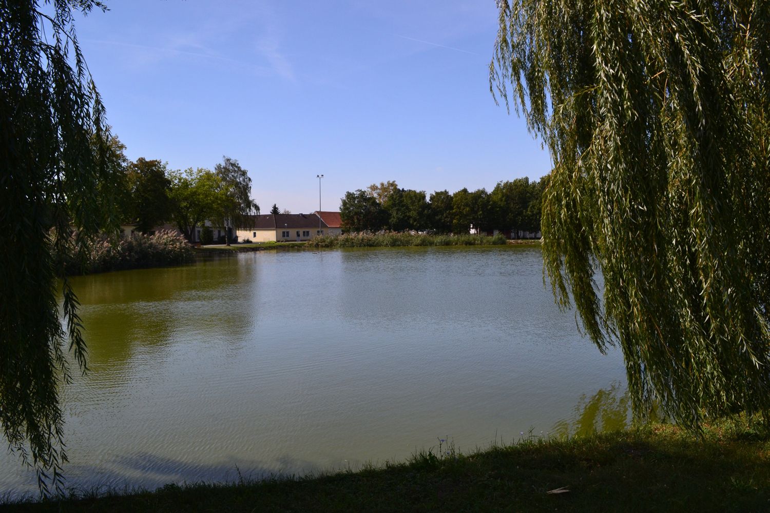 A tranquil pond with surrounding trees and buildings in the background.