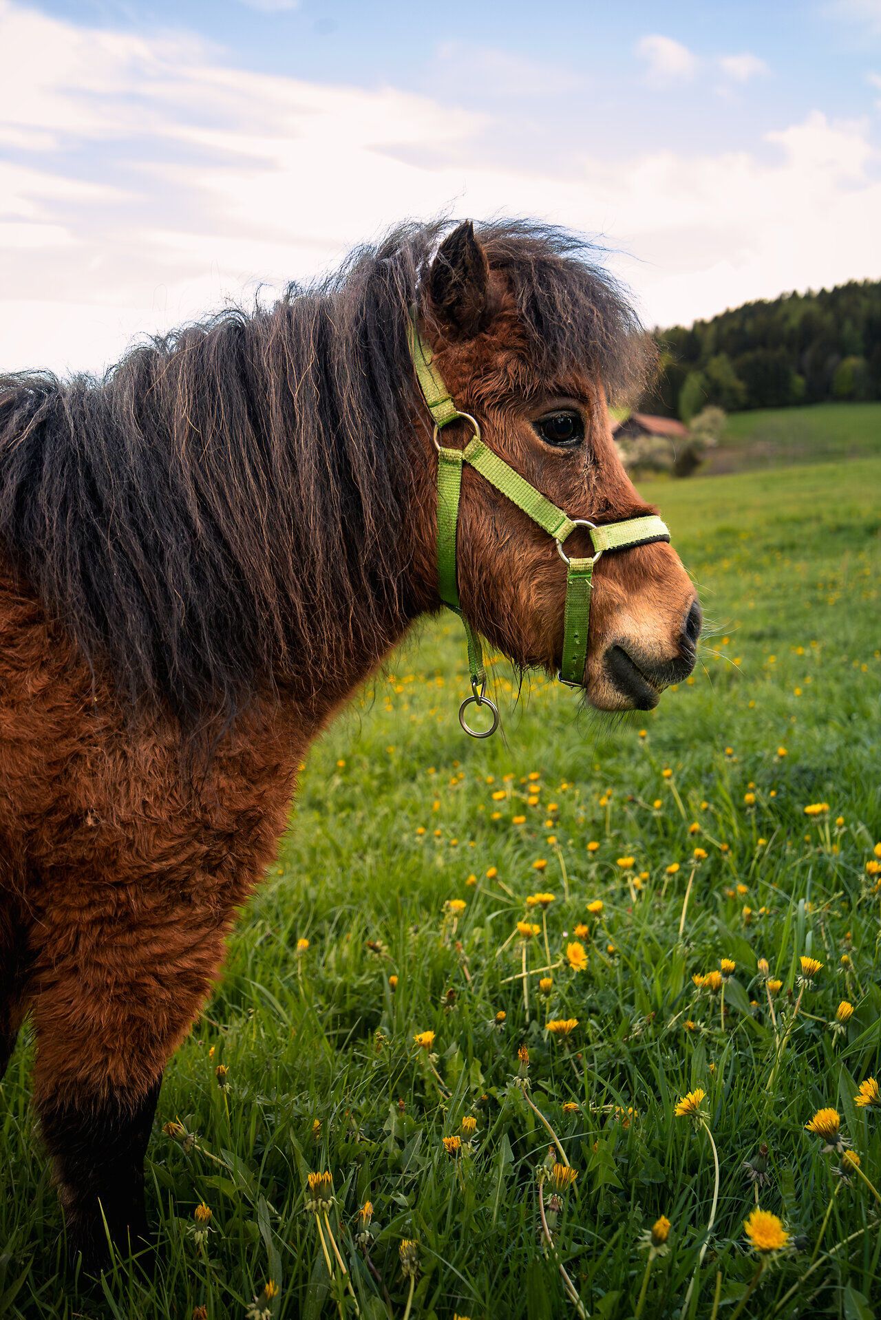 Ein sanfter Wind streicht über die saftigen Wiesen, während das Pony neugierig die bunten Löwenzahnblüten betrachtet. Die idyllische Landschaft der Wiener Alpen lädt dazu ein, die Ruhe der Natur zu genießen und unvergessliche Momente zu erleben.