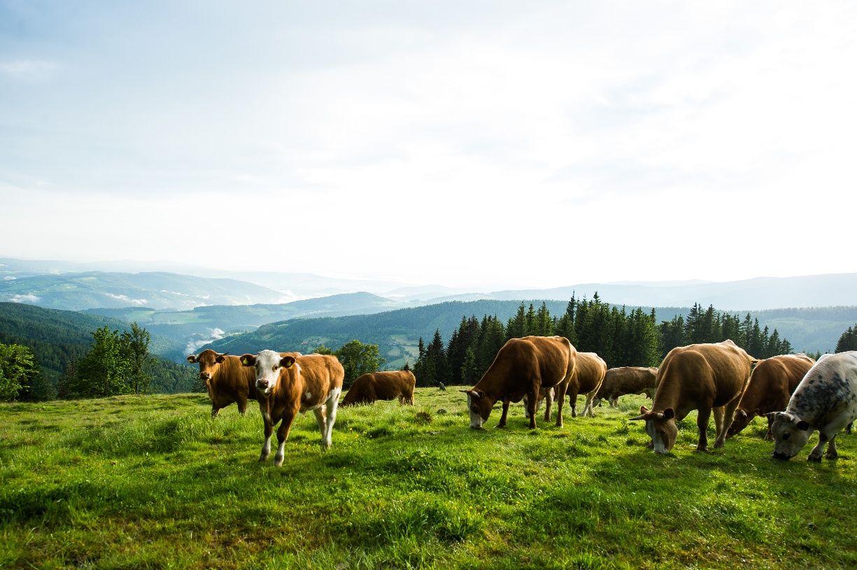 Cows on the Wechsel