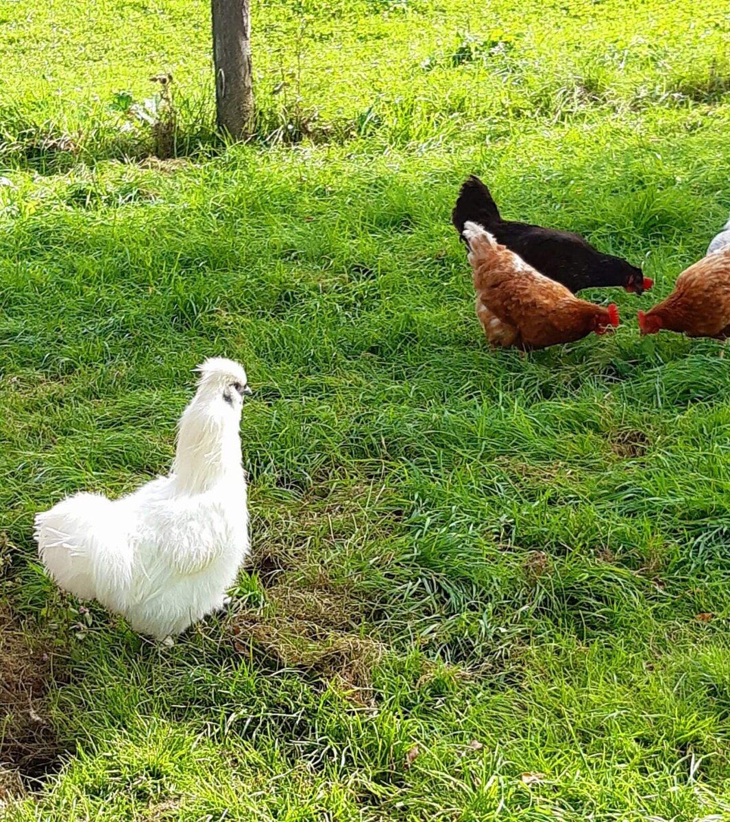 Vacation on the farm-Oberrehau