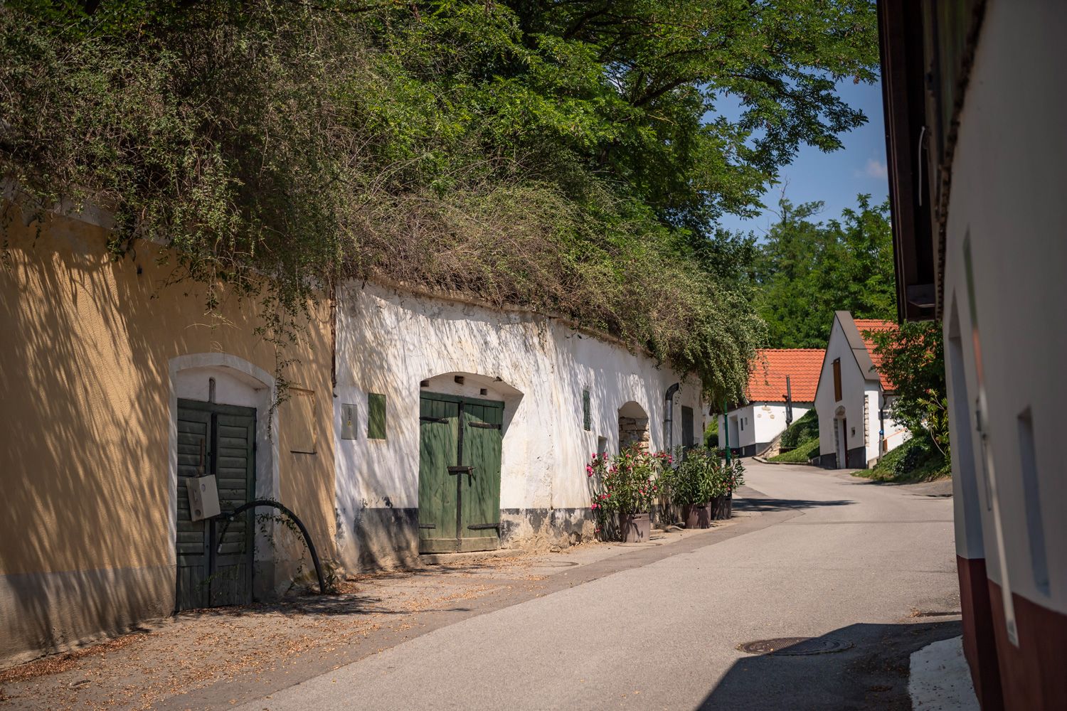 Wine cellar lane with green trees 
