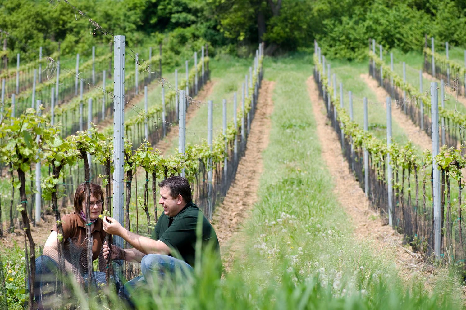 Two people work in a vineyard.
