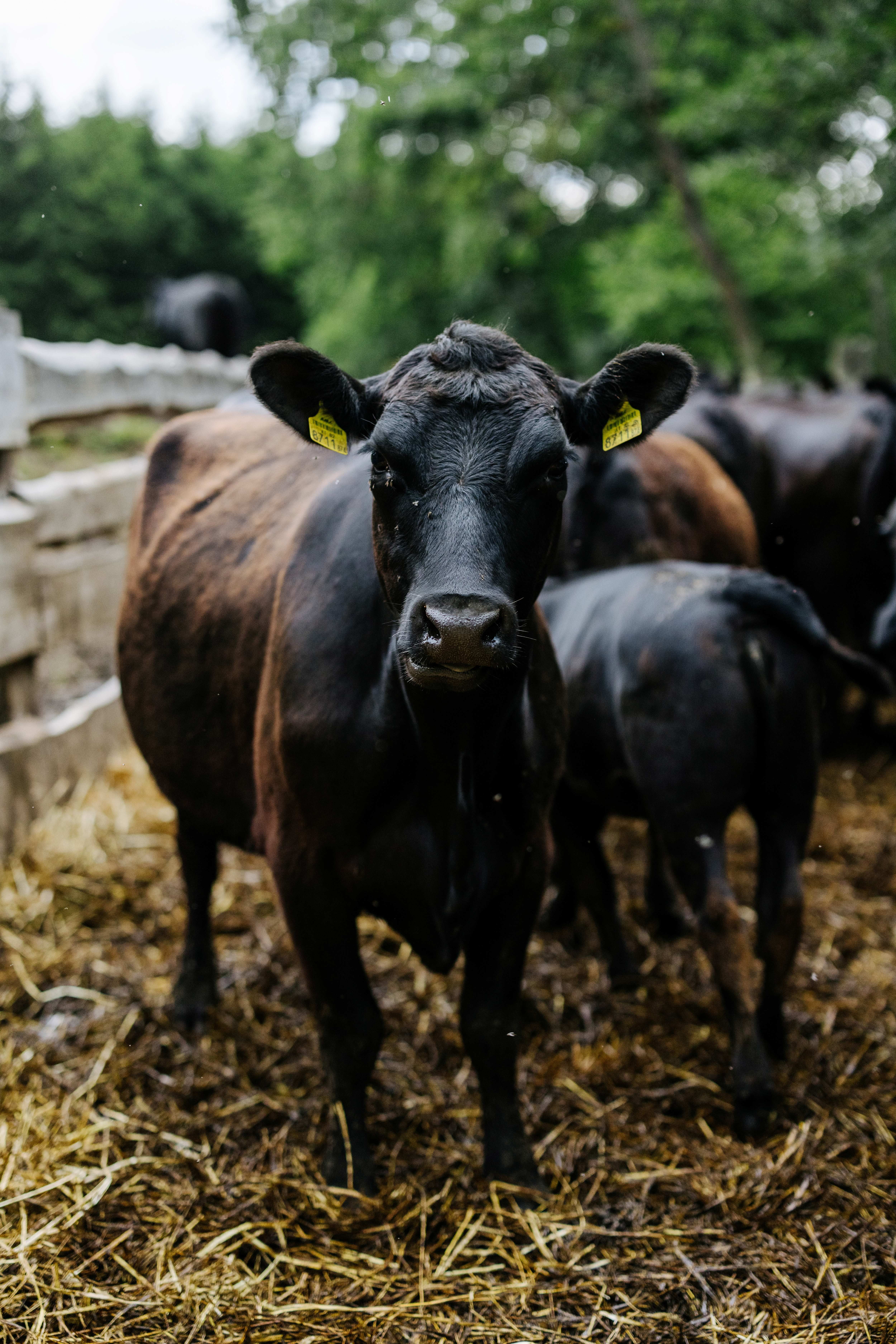 A black cow stands in front of a wooden fence on a farm, surrounded by other cattle and straw.