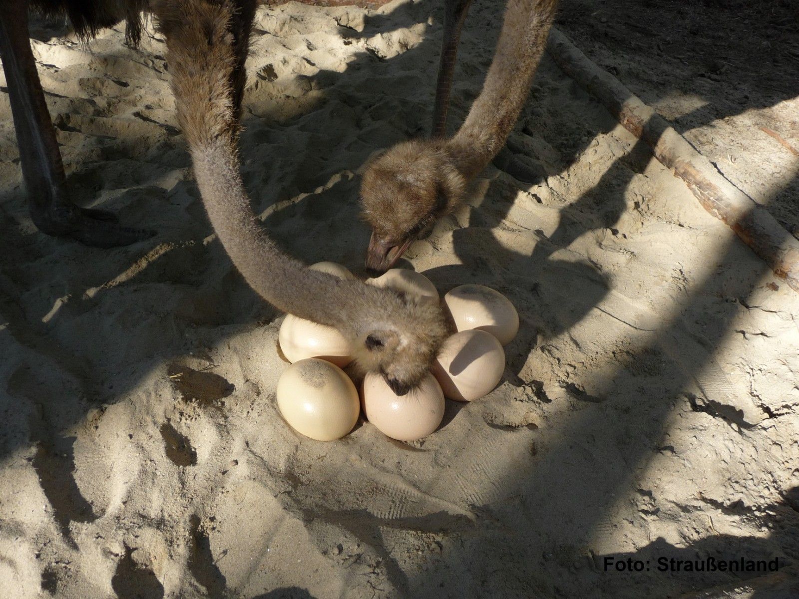 Two ostriches inspect a group of eggs in the sand.