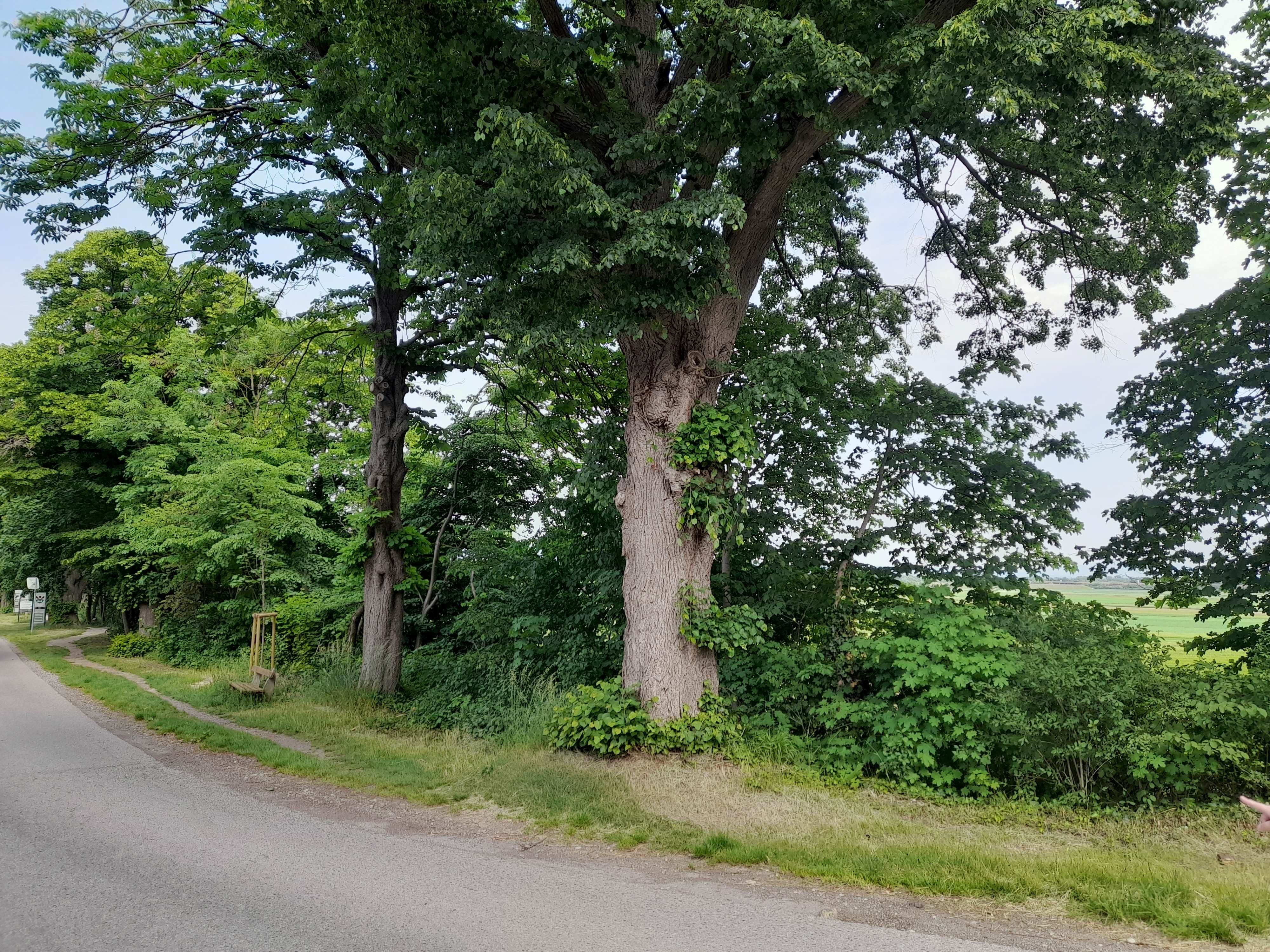 A large tree stands at the side of the road next to a country road.