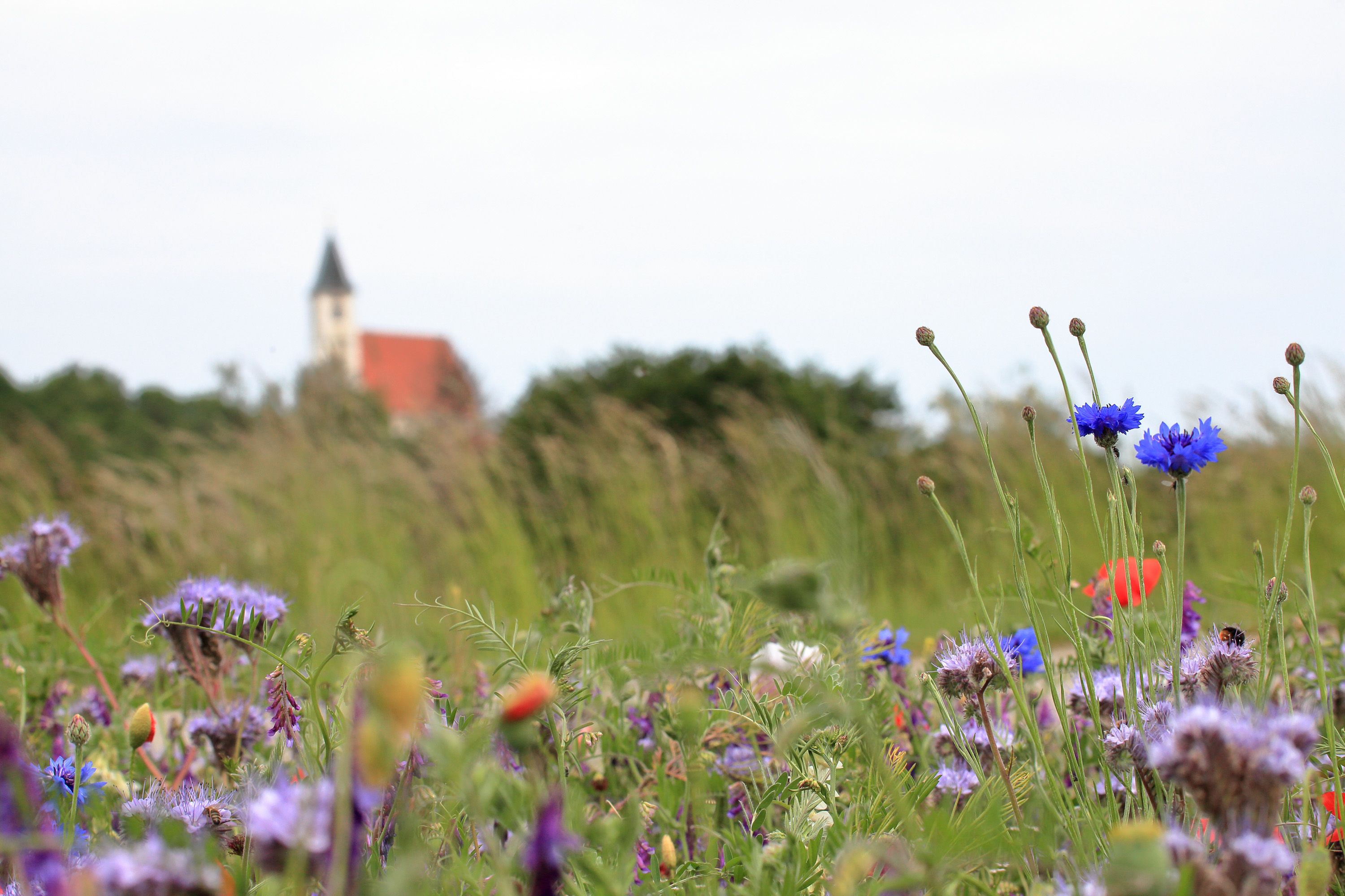 Meadow with colorful flowers and a blurred monastery in the background.