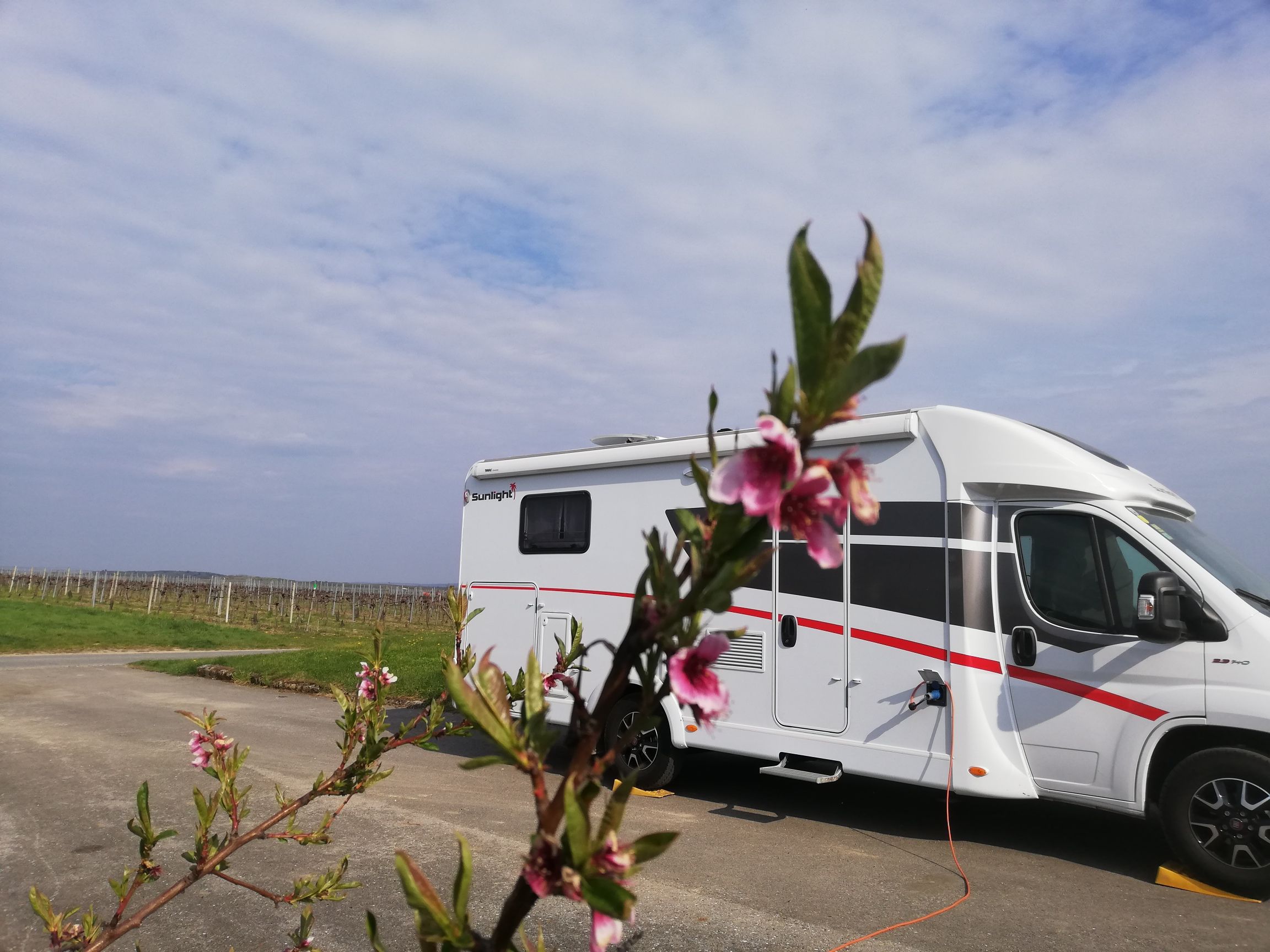 Motorhome on a pitch with a flowering branch in the foreground.