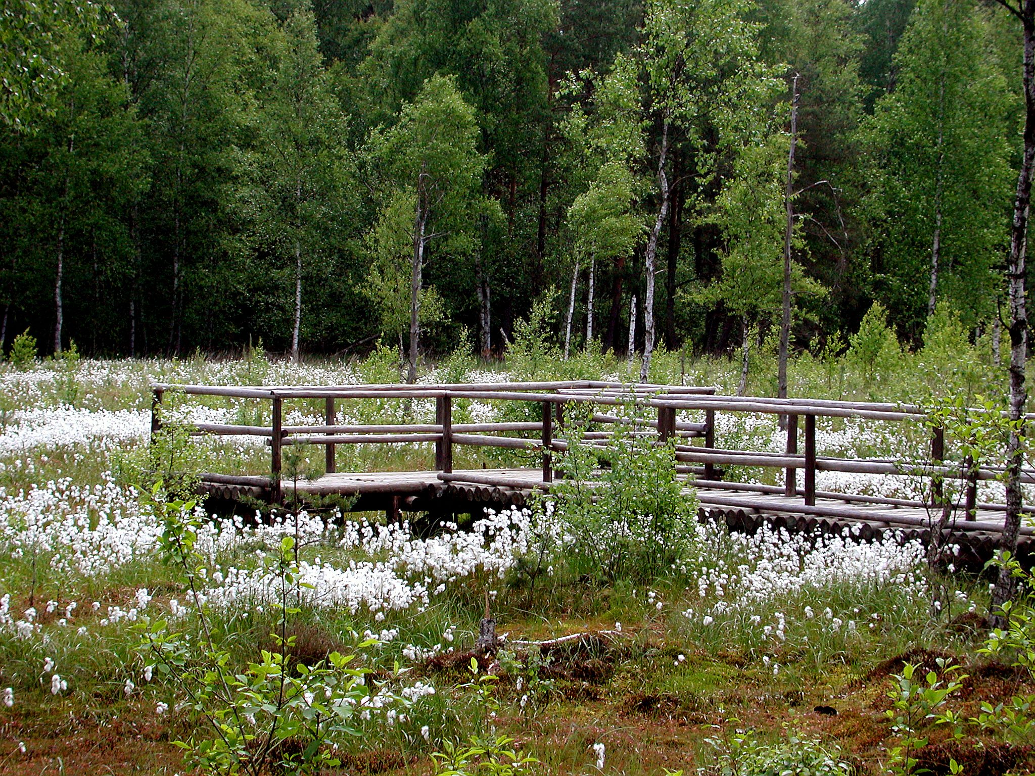 Wooden footbridge in the Heidenreichstein moor, surrounded by green trees and white flowers.