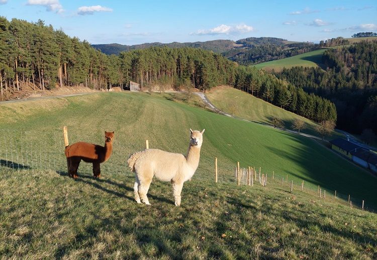 Two alpacas on a green meadow with hills and forest in the background.