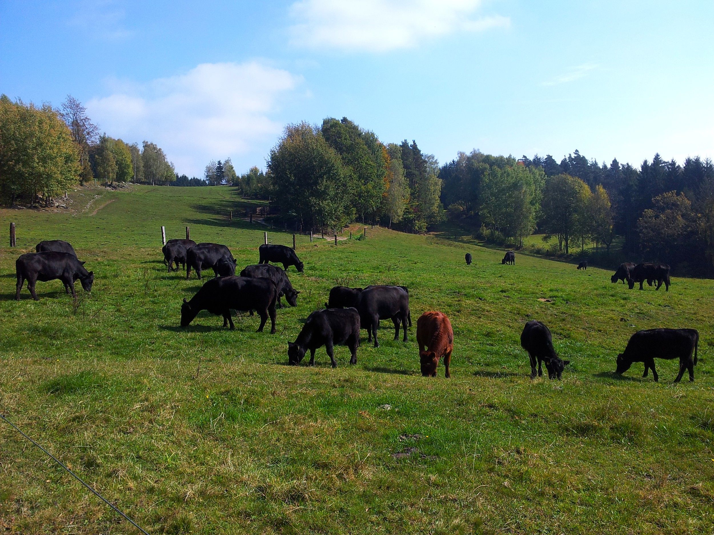 Cattle Angushof Anderl