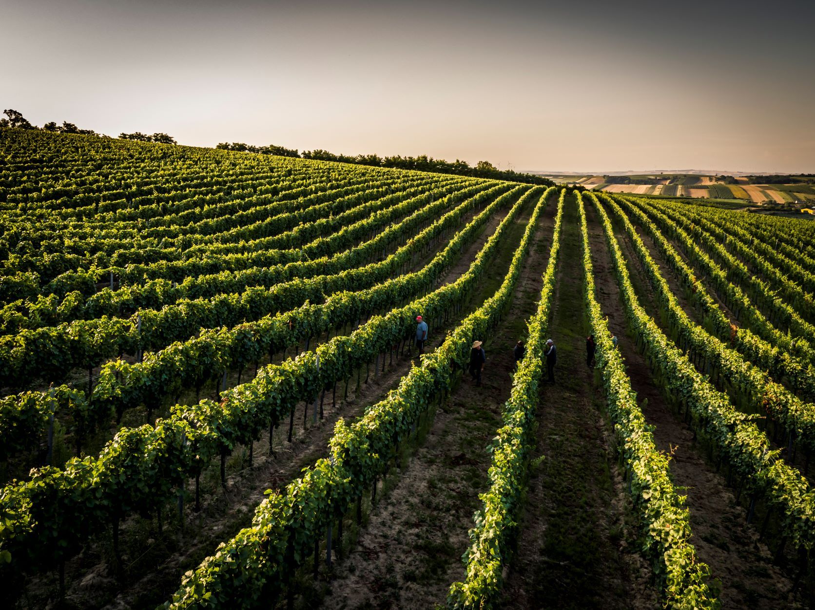 Vineyard with rows of vines at sunset, people walking between the rows.