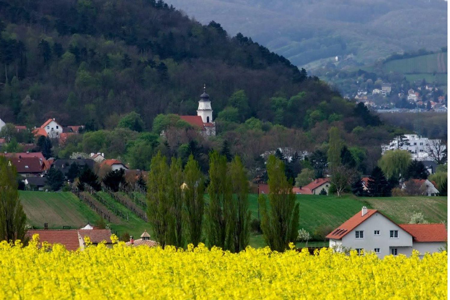 Landscape with yellow rape field, village and church in front of a wooded hill.