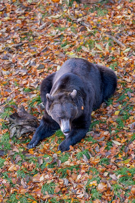 A bear lies on autumn leaves in the BÄRENWALD Arbesbach.