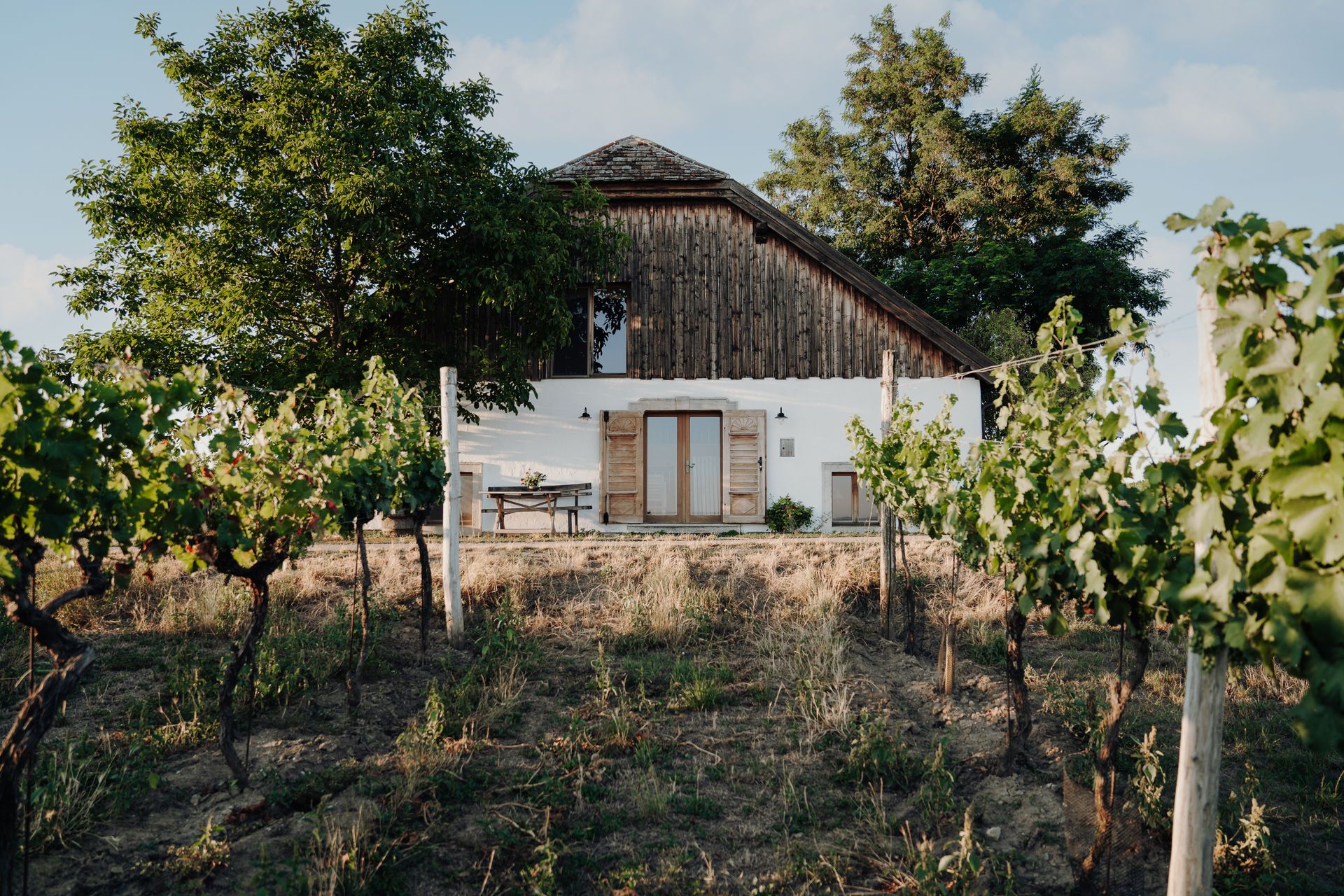 A house surrounded by vineyards with green foliage and a large tree next to it.