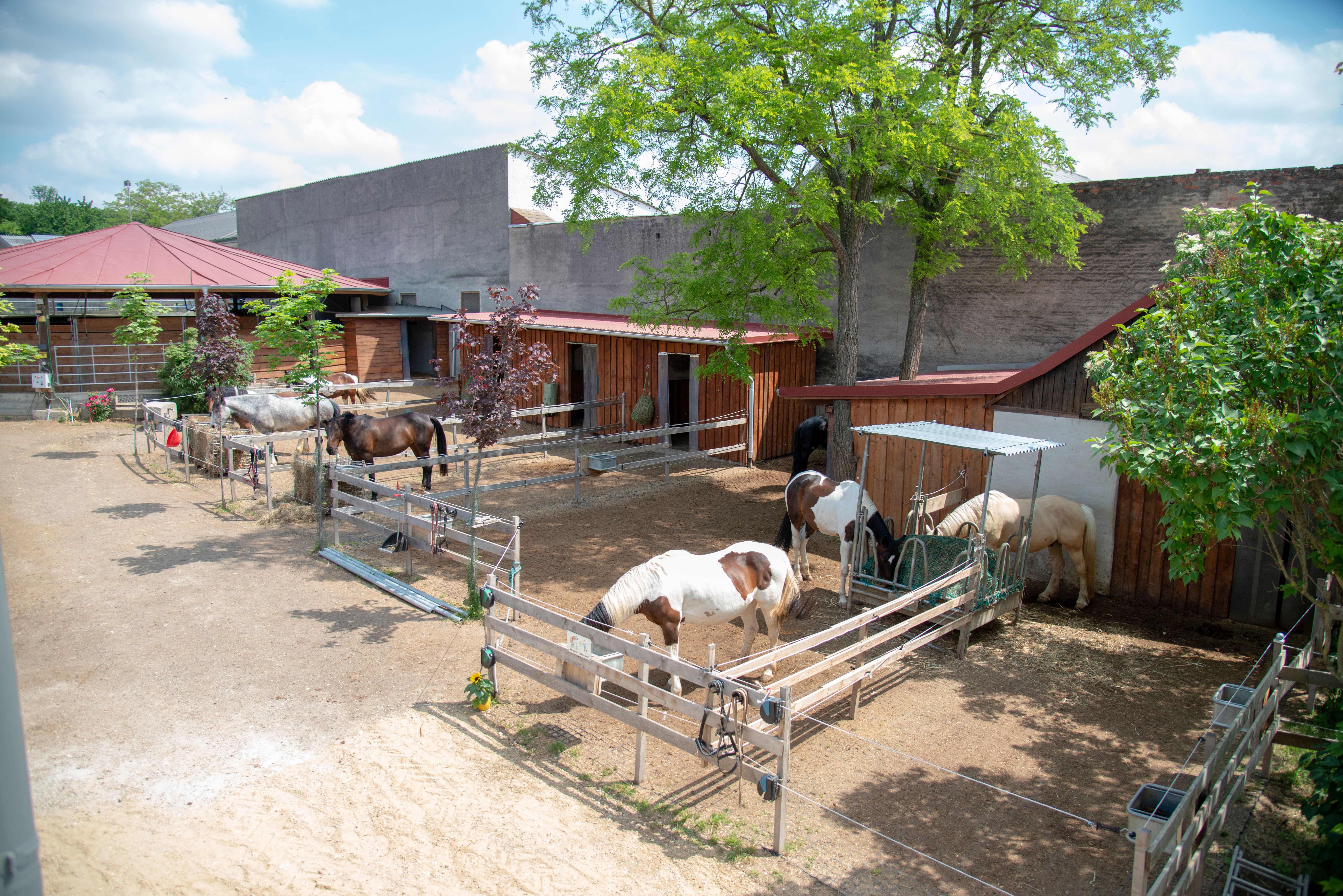 Hippo Campus, Horses