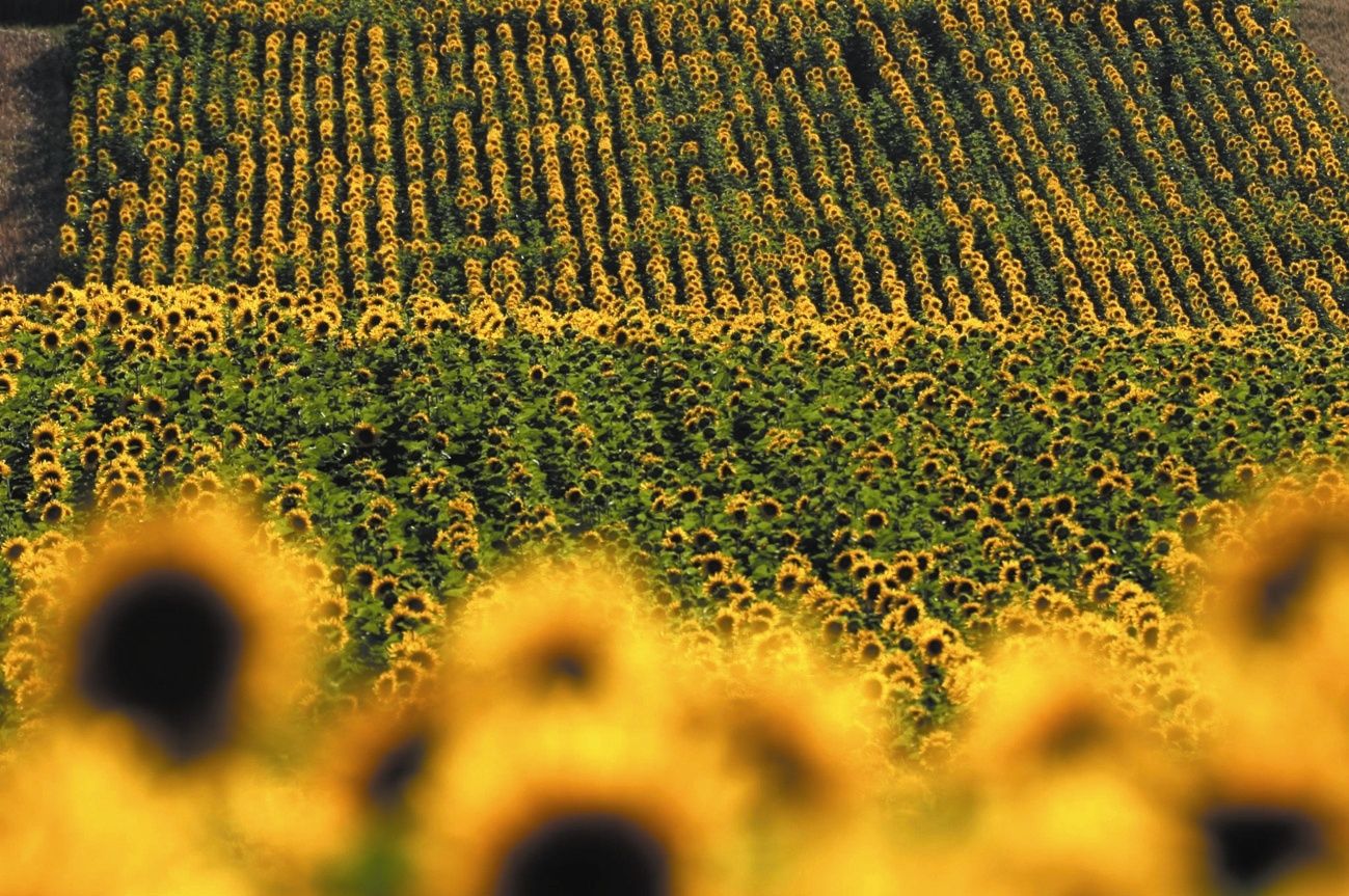 A large field full of blooming sunflowers, standing in orderly rows and stretching to the horizon.