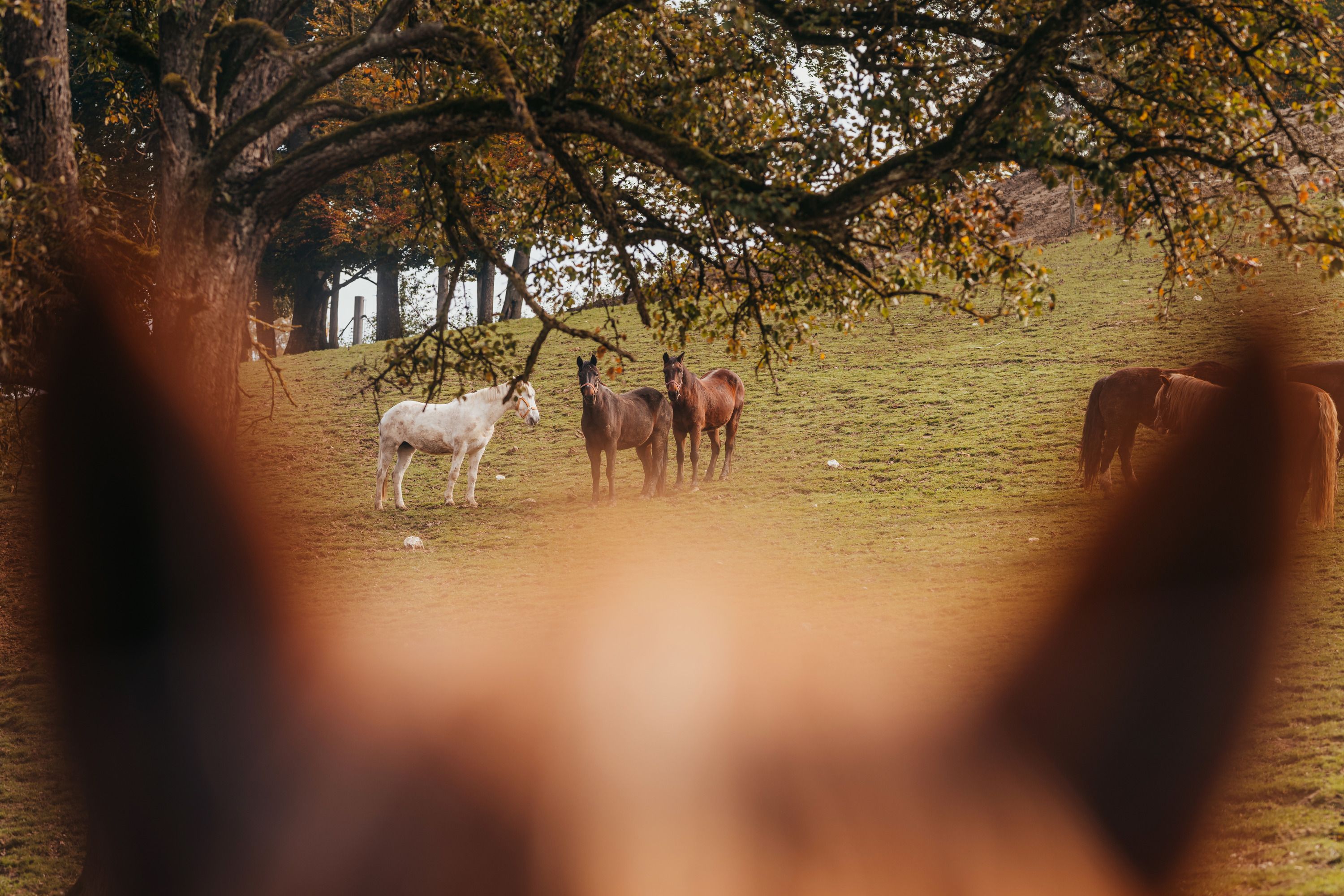 Horses on a meadow in a wildlife park, a horse's head out of focus in the foreground.