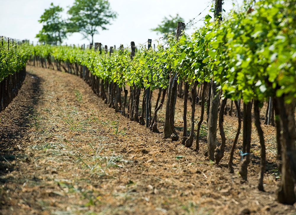 Rows of vines in a vineyard with green foliage and blue sky in the background.
