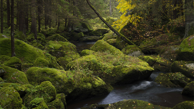A small stream flows through a moss-covered forest with large rocks.