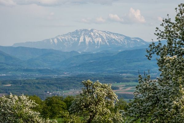 View of the snow-covered Ötscher in spring, surrounded by blossoming trees and green hills.