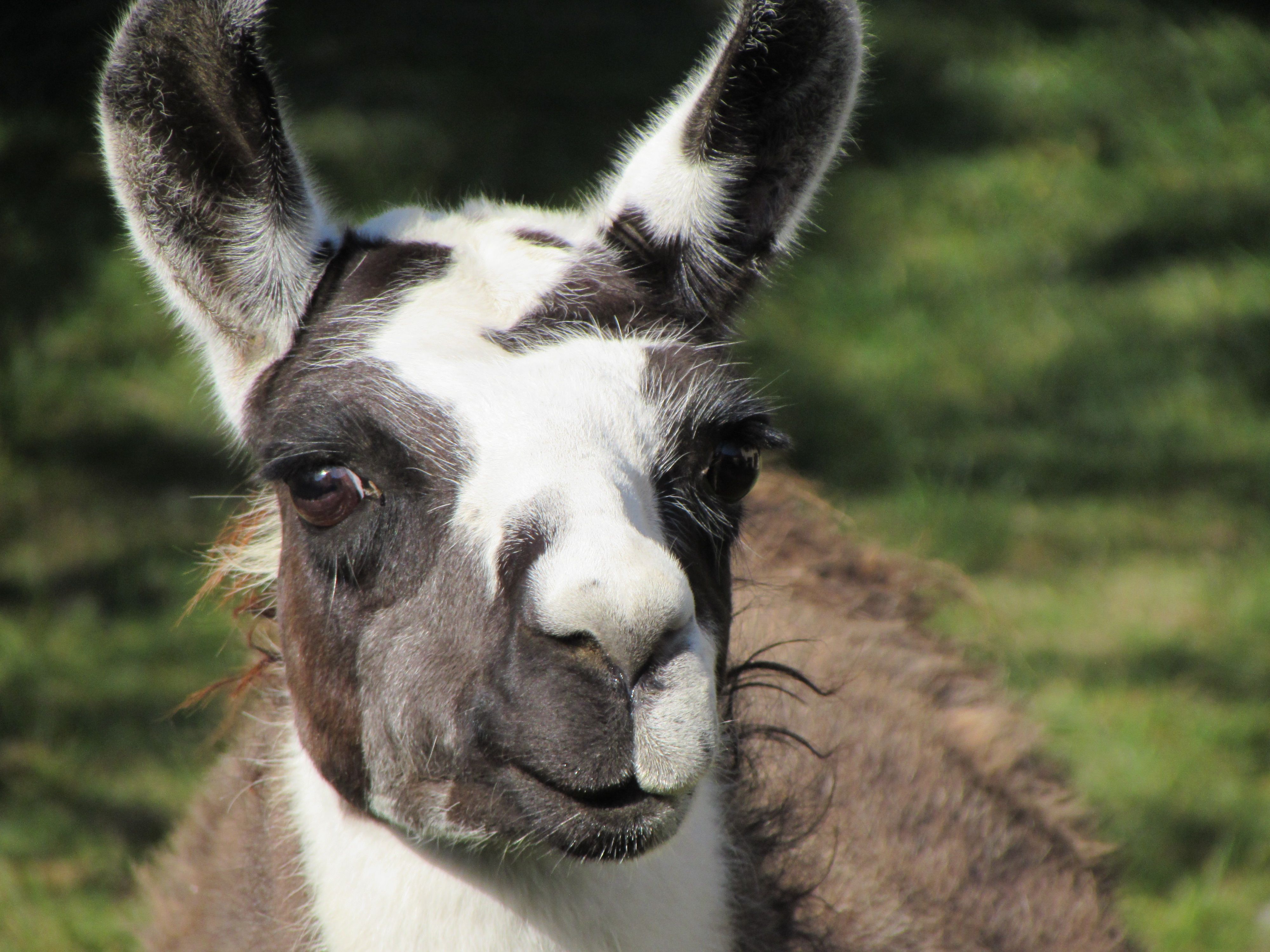 Close-up of a llama with brown and white fur and an attentive gaze.