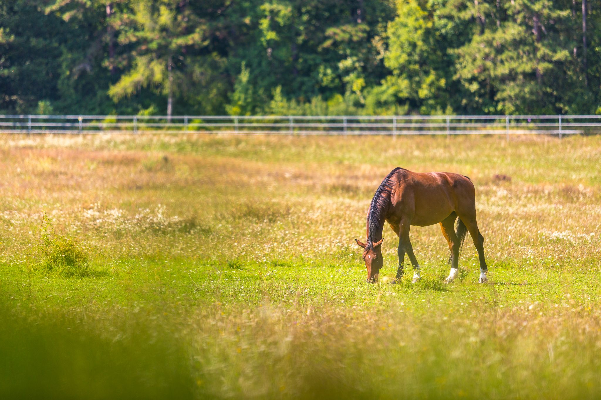 A brown horse grazes on a green meadow in front of a forest.